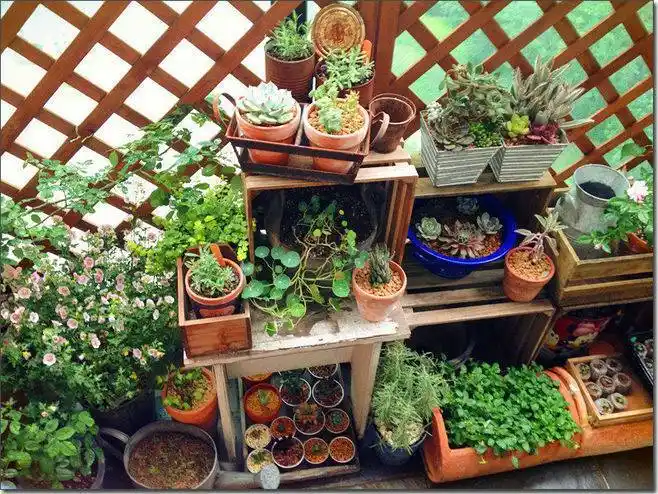 我的"阳台小花园",一摆弄好有意境啊!