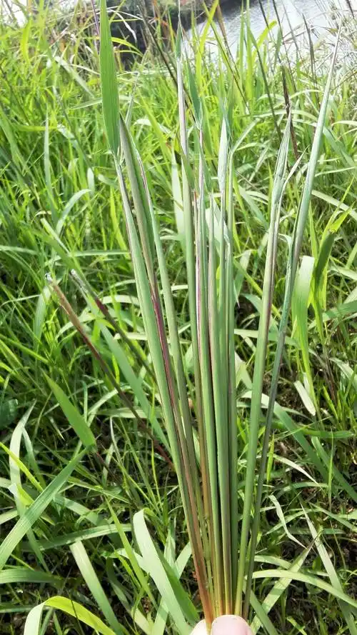 那是一种和茅草差不多的野草,顶部的茅穗儿