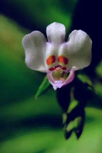 分享一组奇特的花, 呵呵,别吓着了.