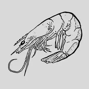 手绘对虾图片