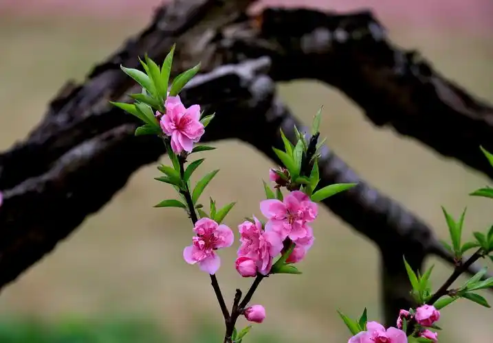 桃花盛开春满园