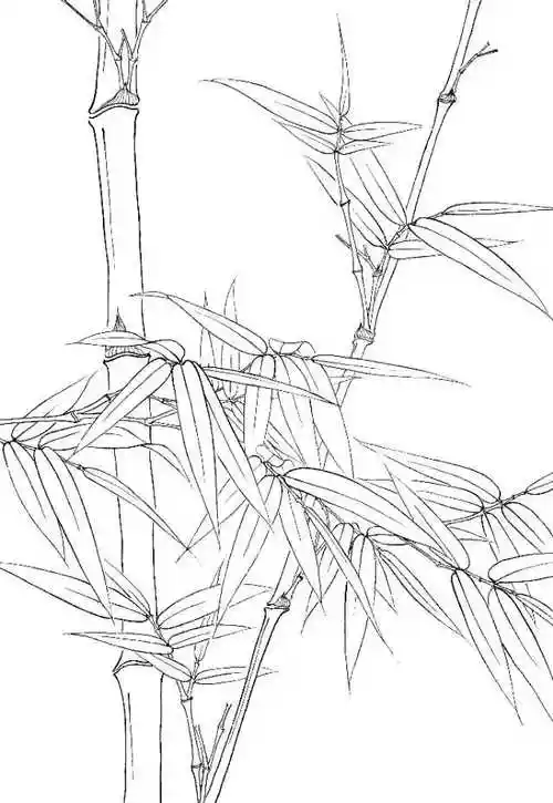 精彩白描竹子欣赏二020202学习的最佳范本