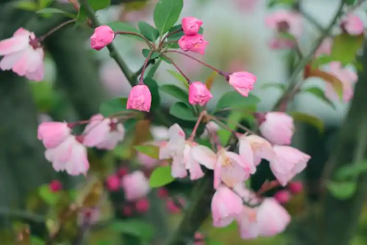 这种海棠花漂亮