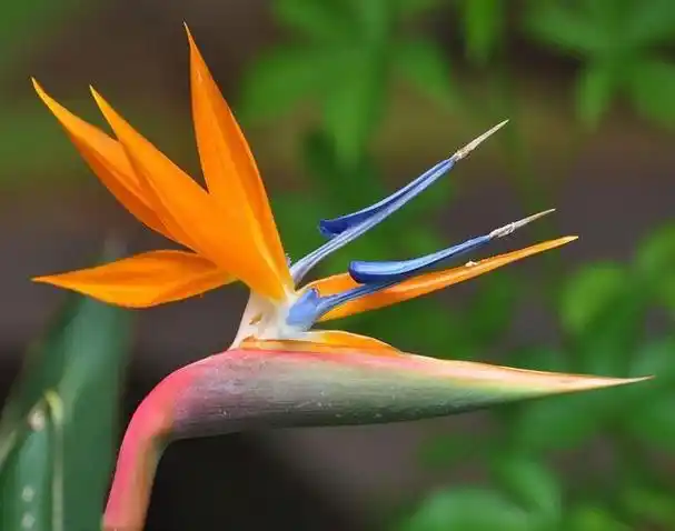 天堂鸟绿植养护秘籍,让你轻松打造绿意盎然的生活空间!