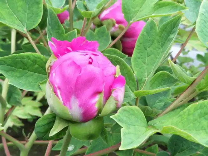 含苞待放的花朵,像害羞的小姑娘,半遮半掩露出羞红的脸庞.