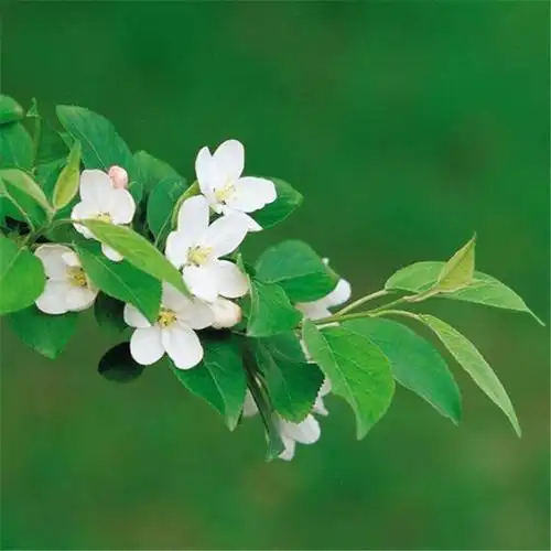 唯美头像图片2021最火爆高清2021年最流行的微信头像图片