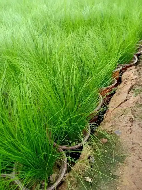 细茎针茅冷季型墨西哥羽毛草多年生观叶绿化苗