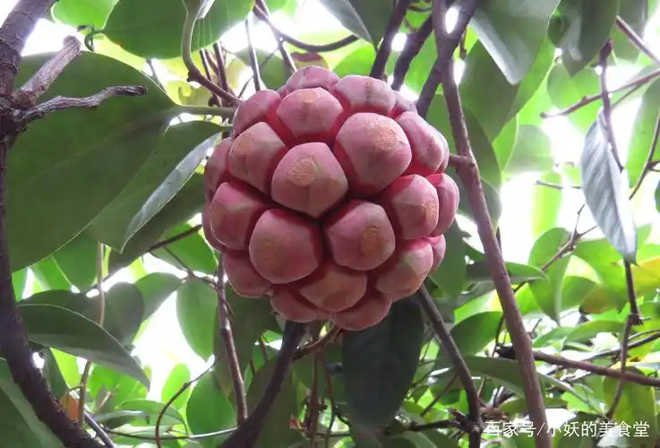 世上最罕见的6大水果,吃过3种是土豪,全吃过的都是"大神"!