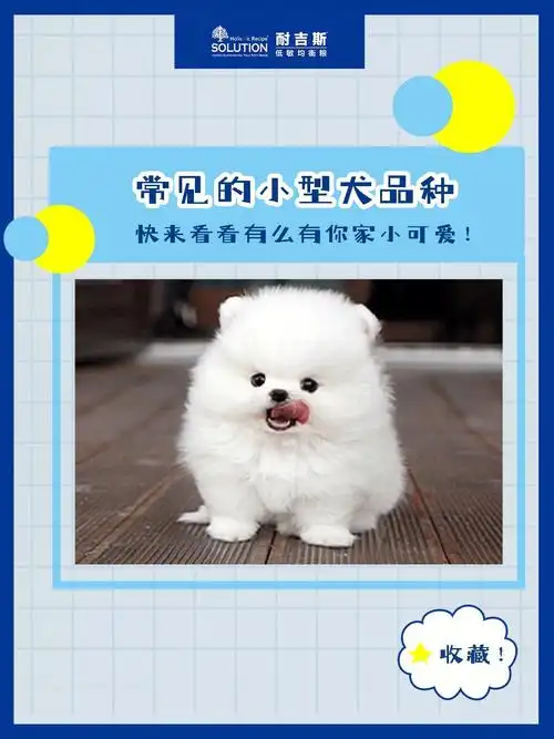 常见的小型犬品种