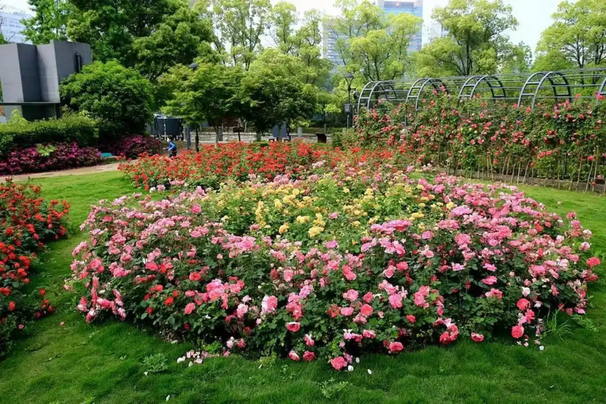 "花满杭城·香飘亚运"2023年首届杭州市月季花展来了,通过"一展七