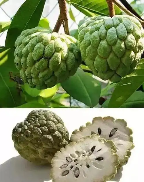 这些珍奇水果别说吃见都不一定见过多少