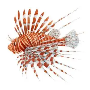 美丽的股票插图与水彩手绘狮子鱼.照片