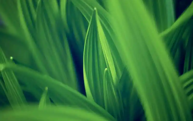 深绿色的思念,叶子,绿色,护眼,清新,植物,深绿色的思念壁纸图片