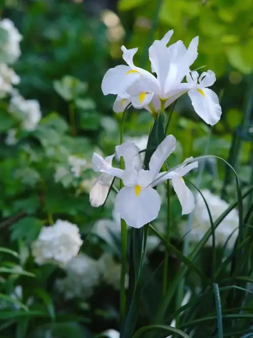 卡萨布兰卡荷兰鸢尾