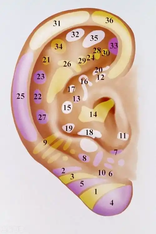 耳朵是哪里耳朵对应的器官是什么