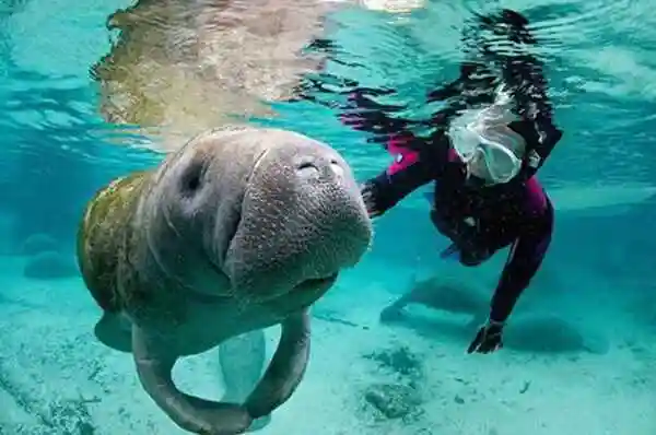 海牛为什么叫美人鱼它是海洋中的哺乳动物