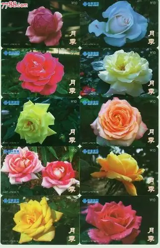 联通【花卉】月季10全