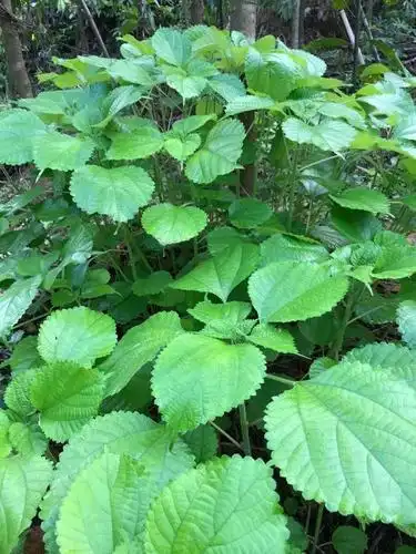 有着中国特产之称,数千年文化艺术积累的中国草――苎麻