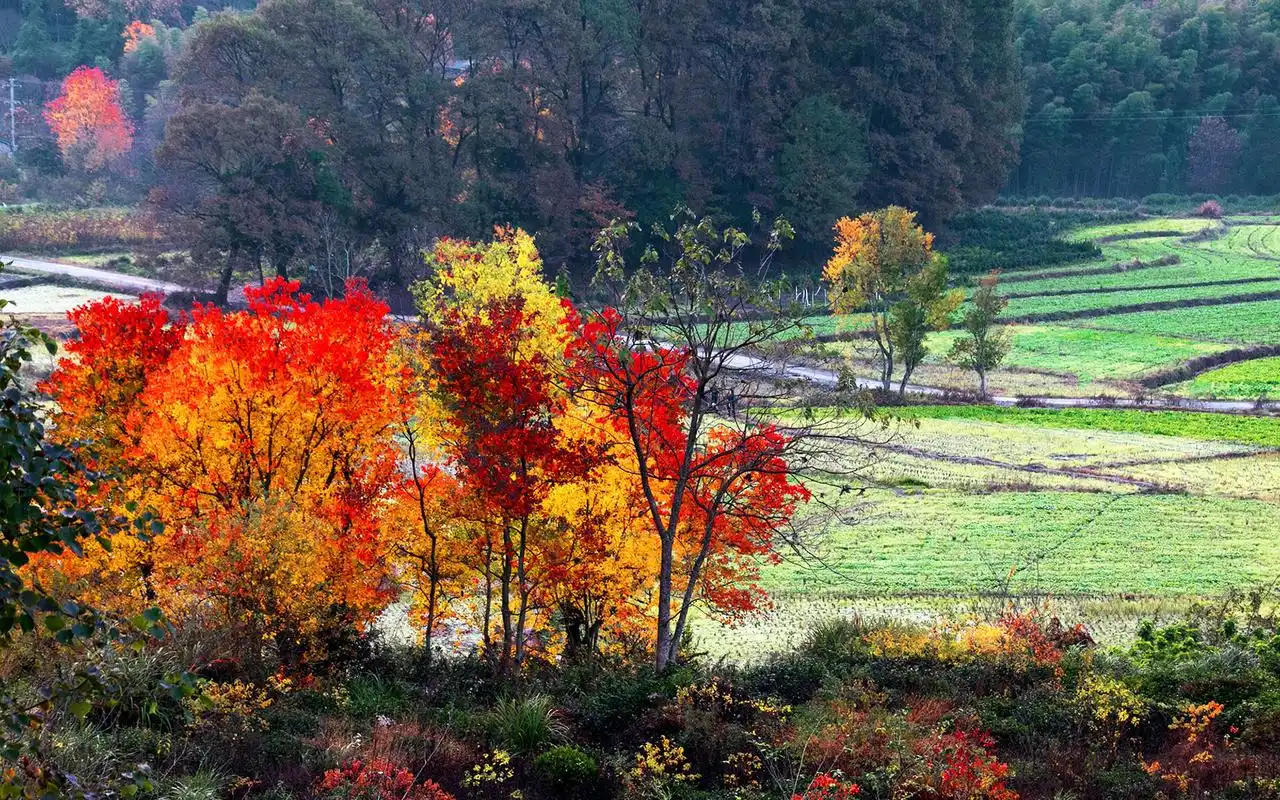 黄山塔川秋季唯美自然风景图片壁纸