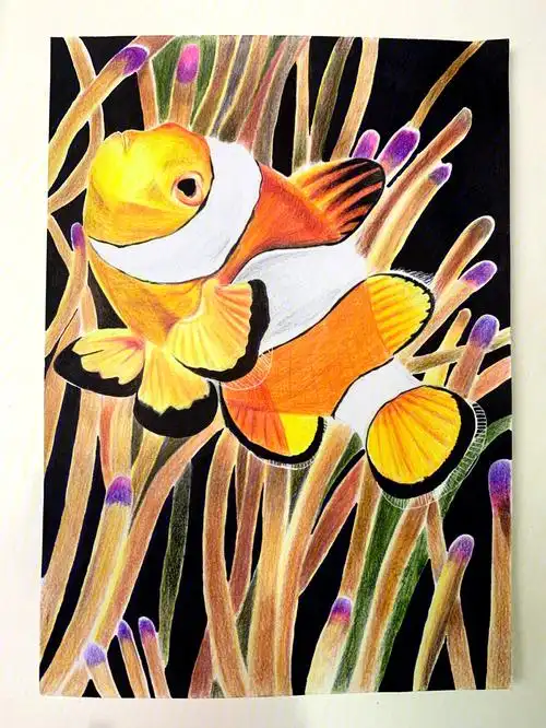 彩铅画—小丑鱼(临摹)