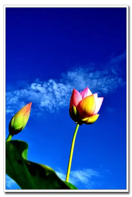 三拍莲花池荷花 . .(一)