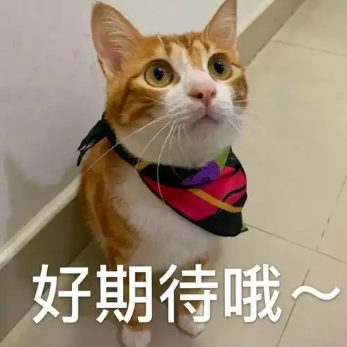 萌宠猫星人好期待哦开心呆萌可爱gif动图_动态图_表情包下载_soogif