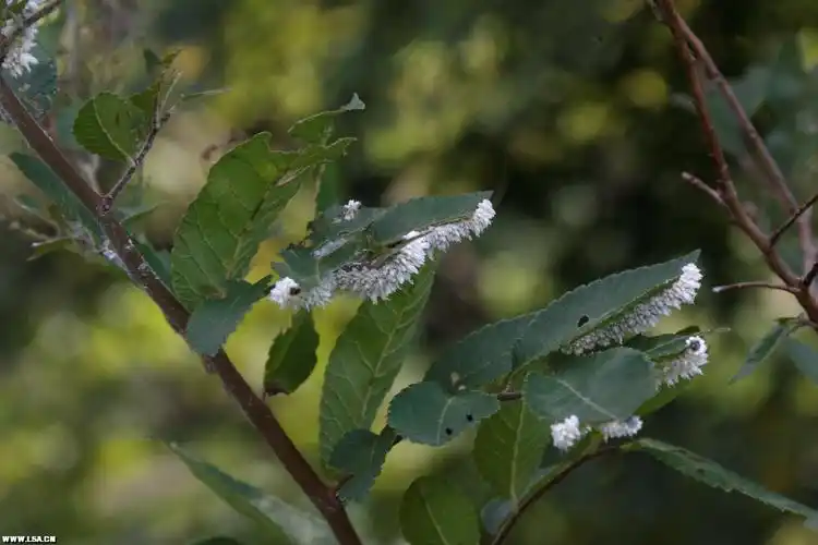 老山药业.doc【动物】榆凤蛾