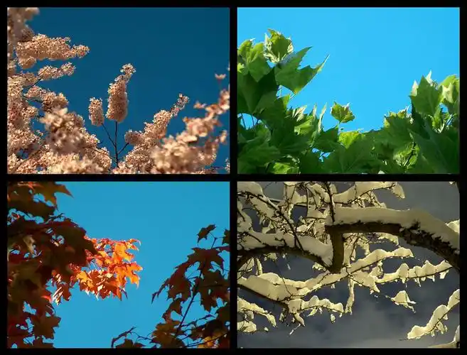 50张四季对比的摄影照片创意悠悠花园