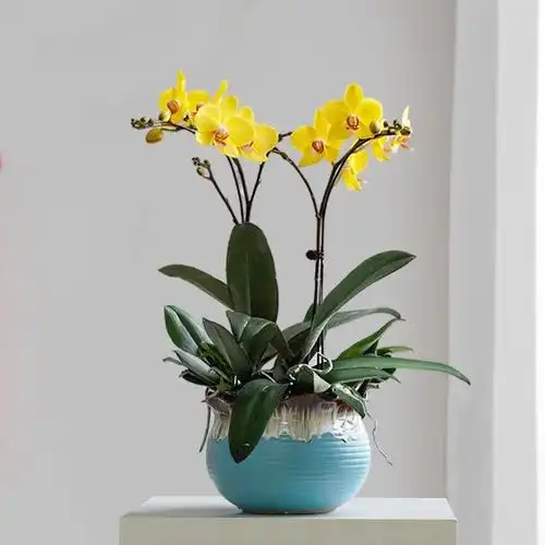 蝴蝶兰同城配送-特价促销-优惠券领取-价格|多少钱|什么牌子好-35优惠