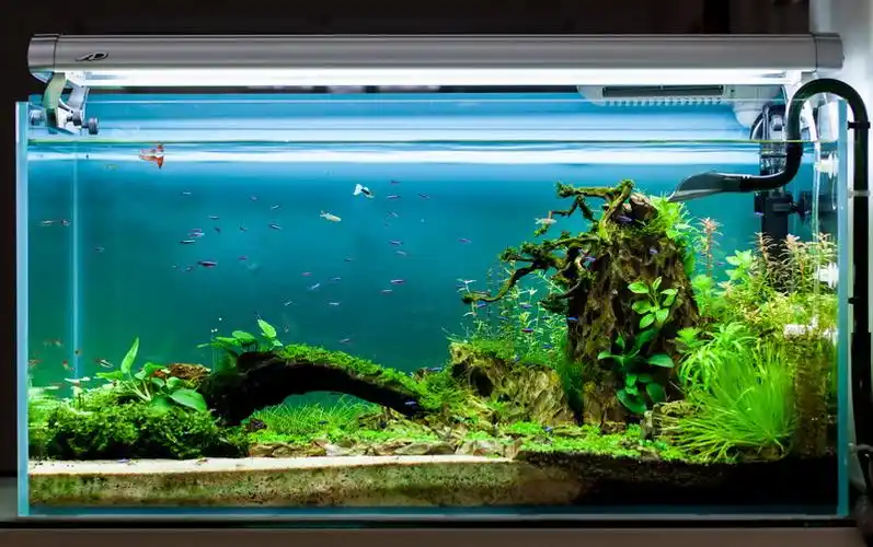 用高清记录水草缸的成景过程(10月25日更新全景和局部照片在3楼)_水景