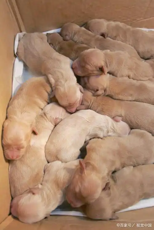 刚出生3天的泰迪犬如何断尾呢?