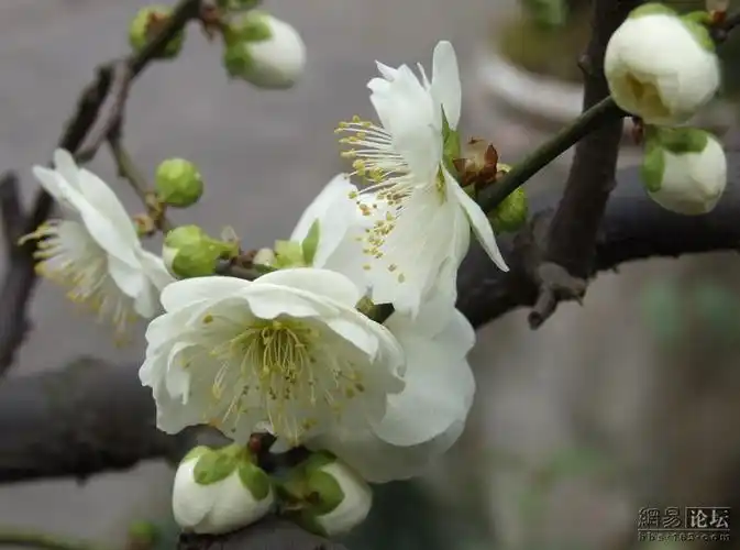 素雅芳香的金钱绿萼梅
