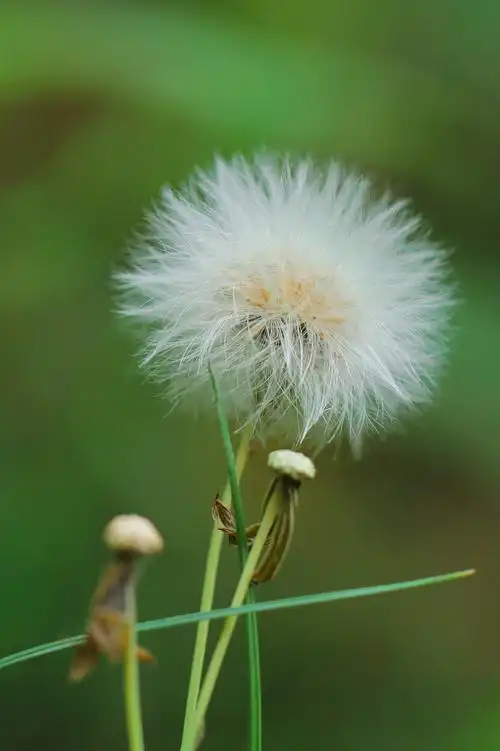 【蒲公英摄影图片】公园生态摄影_太平洋电脑网摄影部落