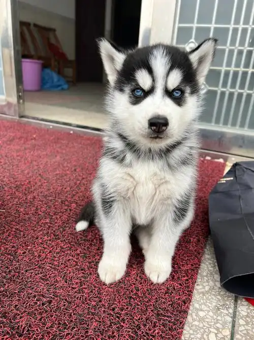 可可爱爱哈士奇