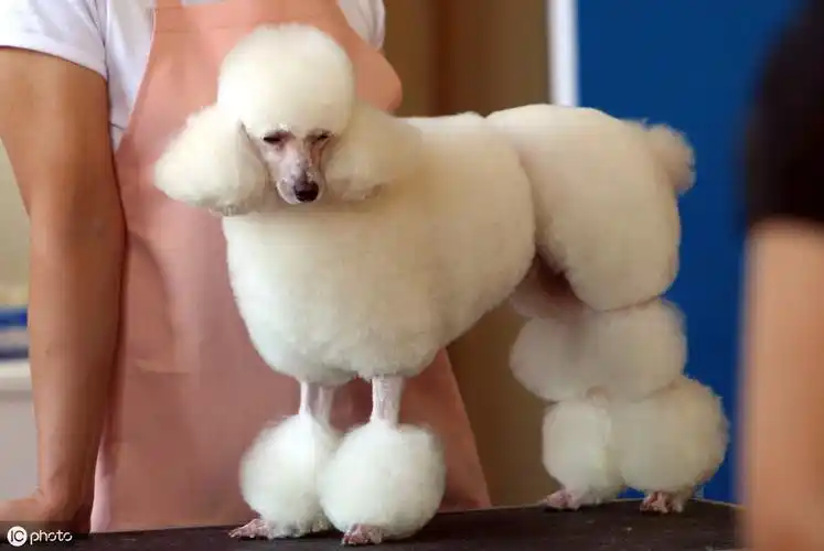 贵宾犬造型(百变之王——贵宾犬的不同造型,你最喜欢哪一种?