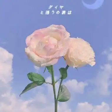 花朵风景头像静物