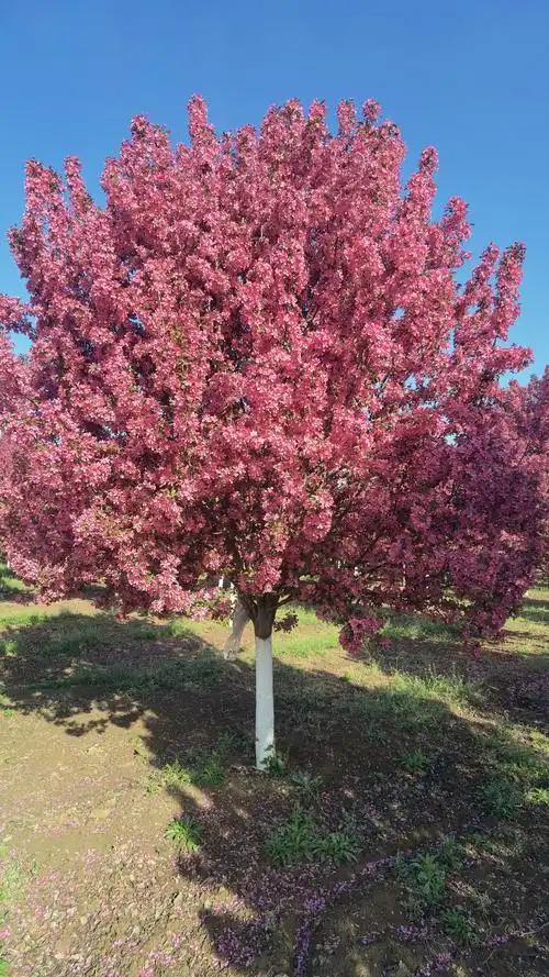 13-16公分精品绚丽海棠2000颗