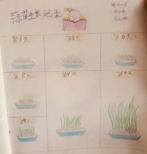 晴耕雨读种春光——解放小学一年五班的植物日记