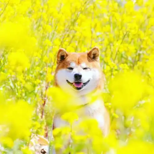 摄影师拍下的一组柴犬照片,这笑容好治愈!