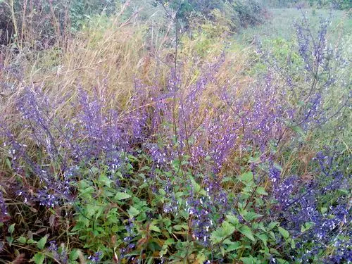分享到:  2012-09-26 09:33  提问者采纳 毛叶香茶菜 isodon