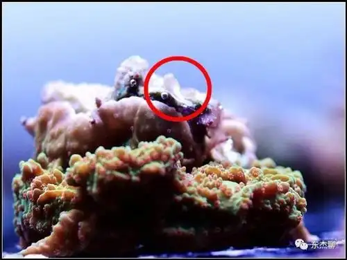 珊瑚缸扁虫的处理