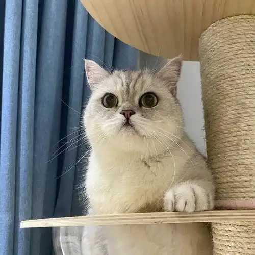 英短银渐层真的是非常亲人好养的猫咪人在就会跟着你亲亲蹭蹭 人不在
