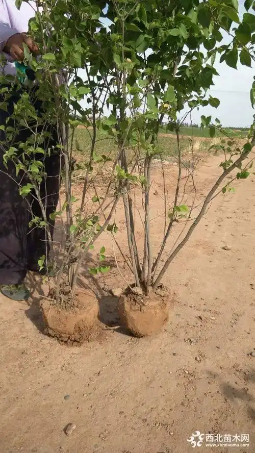 丁香树基地大量销售中,具体哪里有丁香树苗多少钱一棵,请联系我们.