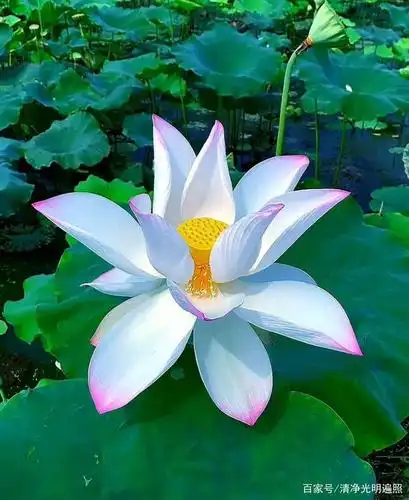 不被尘境所迷惑,知梦知幻,当下解脱无忧,轻舒快乐,此土不异西方净土