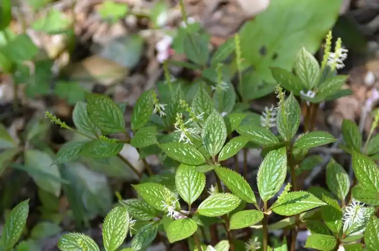 银线草图片 银线草草本野菜植物图片