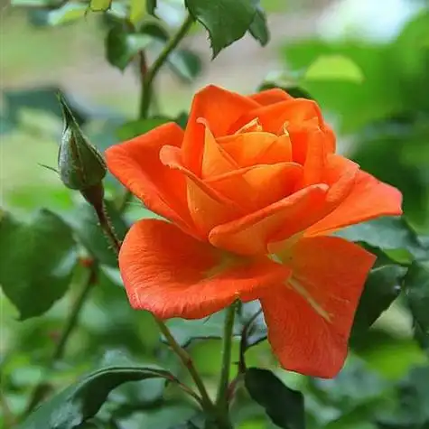 由美头网整理发布,风景头像频道提供更多与娇艳纯情,粉玫瑰花朵,唯美