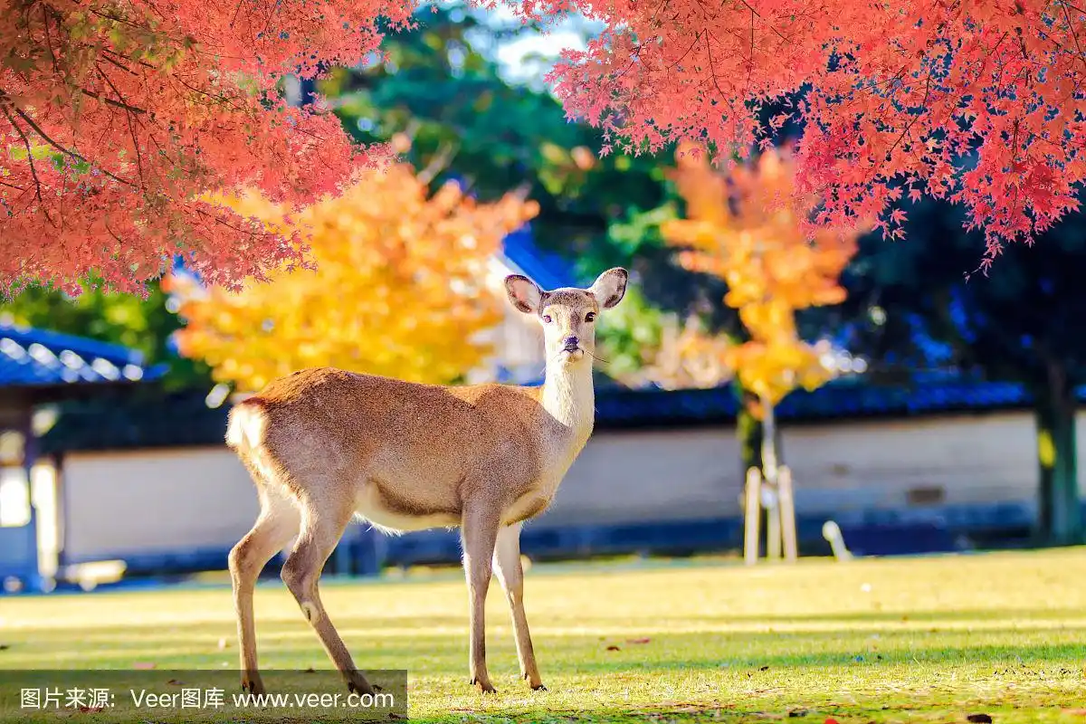 奈良鹿在日本奈良公园自由漫步