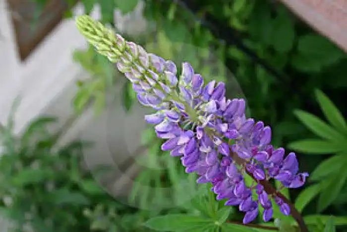 一年生草本,高20-70厘米.