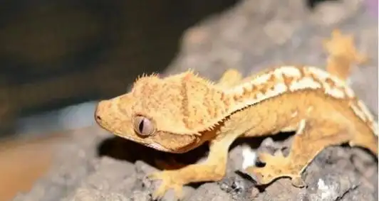 守宫蜥蜴是什么有哪些壁虎为什么叫做守宫2