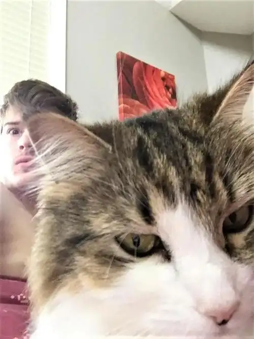 人和猫合照_人和波斯猫合照-rfid信息网